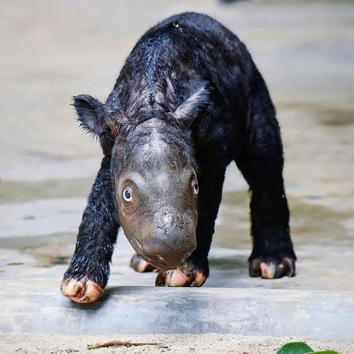 “It’s An Incredible Event”: Critically Endangered Sumatran Rhino Welcomes Her First Baby Calf “It’s An Incredible Event”: Critically Endangered Sumatran Rhino Welcomes Her First Baby Calf