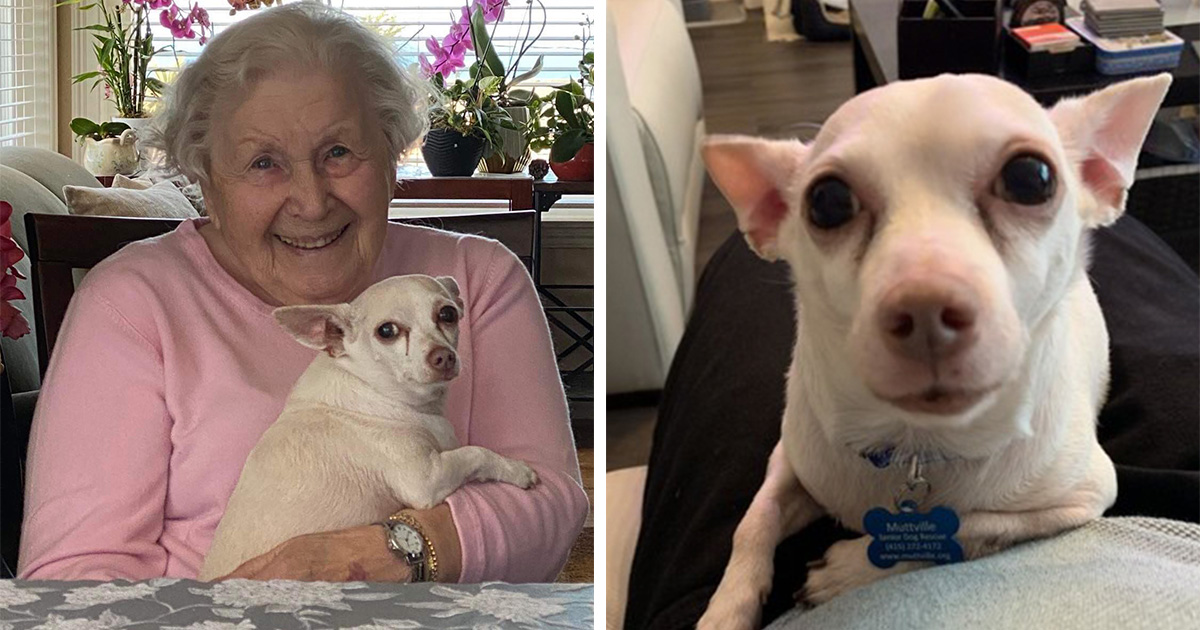 11YearOld Chihuahua Adopted By A 100YearOld Woman Techno Blender