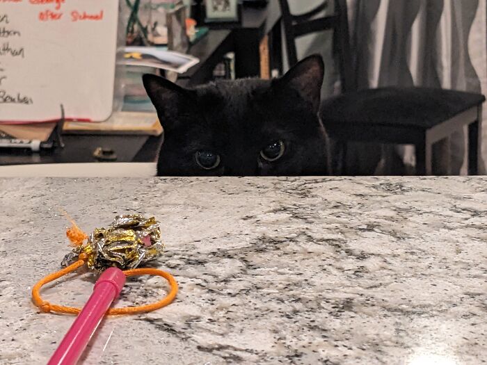 This Is Pip And Her "Murder Eyes"