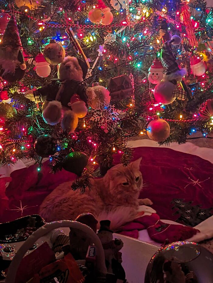 Cooper Sits Under The Tree Whenever The Lights Are On