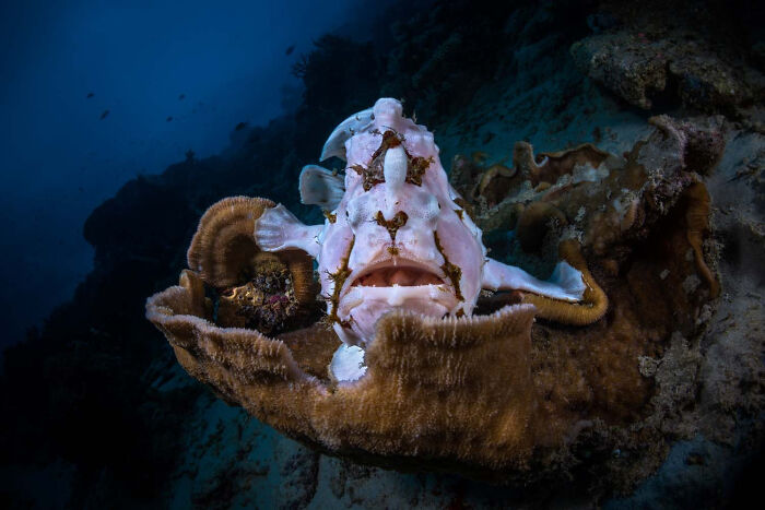 Underwater World, Finalist: Frogfish On A Throne By Gabriel Barathieu , Mayotte