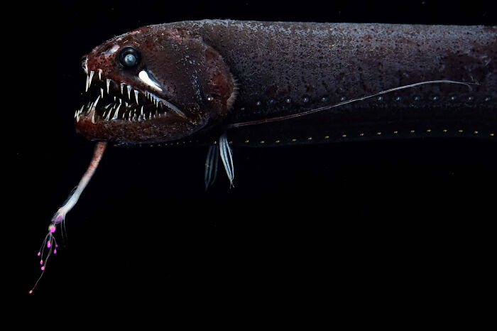 Underwater World, Finalist: Dragonfish By Solvin Zankl, Germany