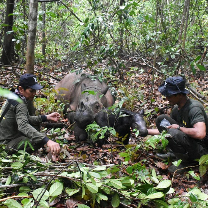 “It’s An Incredible Event”: Critically Endangered Sumatran Rhino Welcomes Her First Baby Calf “It’s An Incredible Event”: Critically Endangered Sumatran Rhino Welcomes Her First Baby Calf