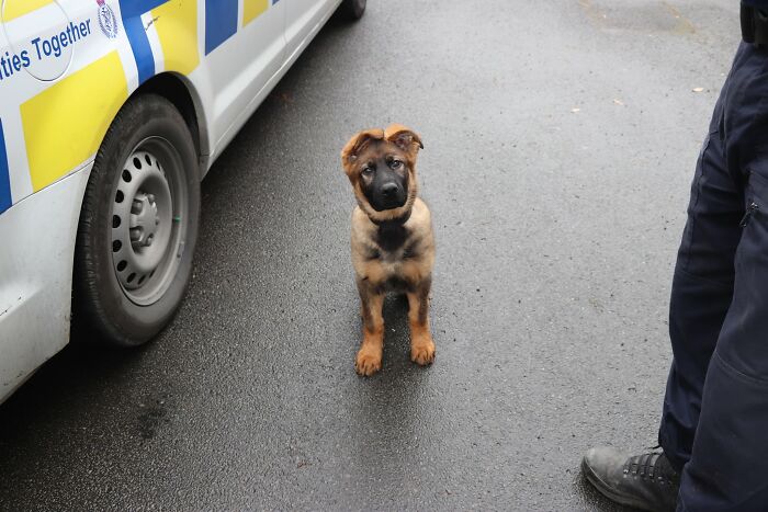 Pawtential Police Pup Alfa Patiently Awaiting Treats
