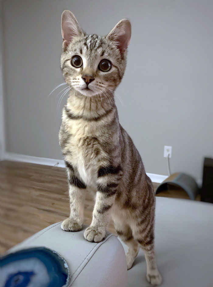 Meet Dexter, My Thanksgiving Kitten Surprise