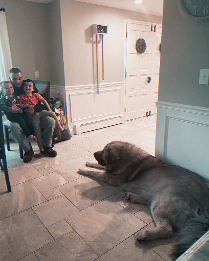 This Family From Boston Shares What It’s Like To Live With A Rare Bear-Like Guardian Dog