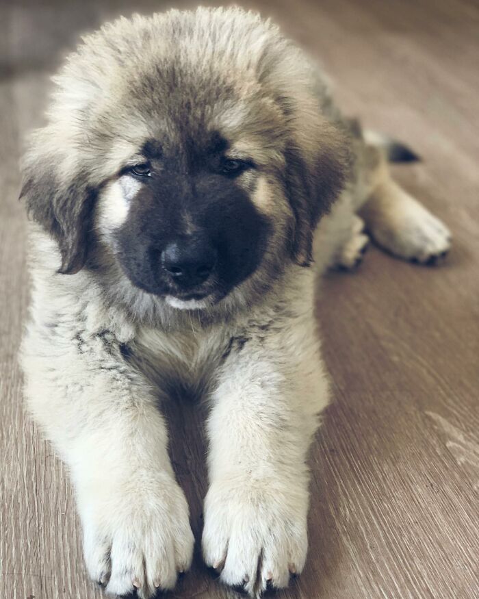 This Family From Boston Shares What It’s Like To Live With A Rare Bear-Like Guardian Dog This Family From Boston Shares What It’s Like To Live With A Rare Bear-Like Guardian Dog