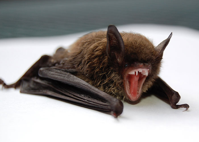 These Bats’ Tools Are Too Big To Reproduce Like Other Mammals, Scientists Find Out How They Do It