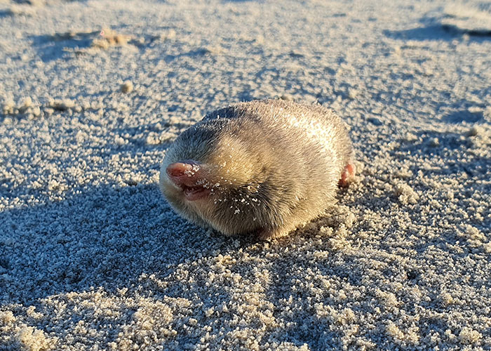 “Brilliant Work”: Shimmering Mole Rediscovered Nearly 100 Years After It Was Presumed Extinct “Brilliant Work”: Shimmering Mole Rediscovered Nearly 100 Years After It Was Presumed Extinct