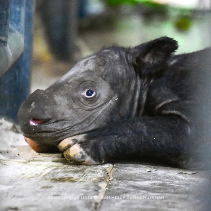 “It’s An Incredible Event”: Critically Endangered Sumatran Rhino Welcomes Her First Baby Calf “It’s An Incredible Event”: Critically Endangered Sumatran Rhino Welcomes Her First Baby Calf