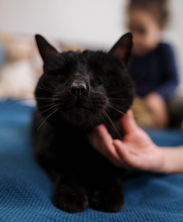 Sister Freaks Out Over Brother's 'Demonic' Cat, Bans Him From Seeing Her Kids Unless The Cat Goes Sister Freaks Out Over Brother's 'Demonic' Cat, Bans Him From Seeing Her Kids Unless The Cat Goes