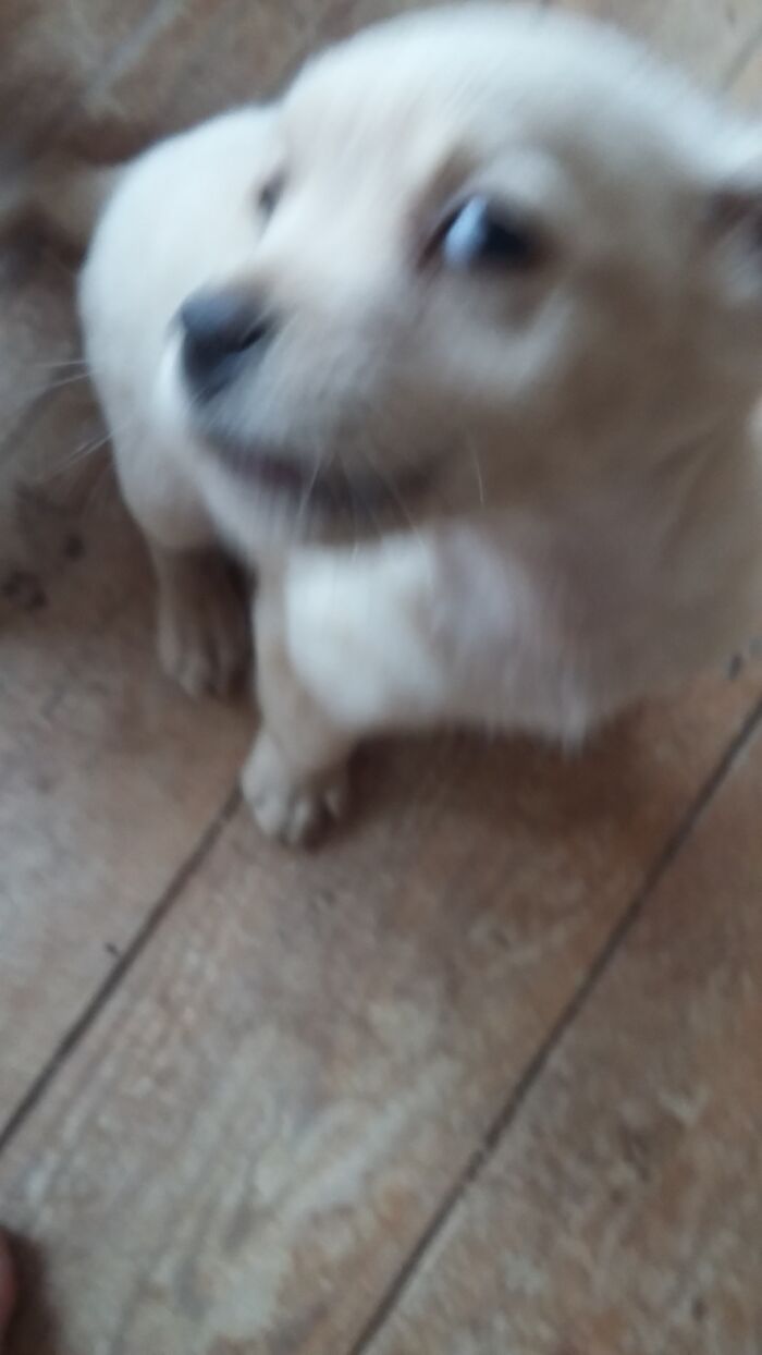 Photo From A While Ago Of My Dog, Scamp