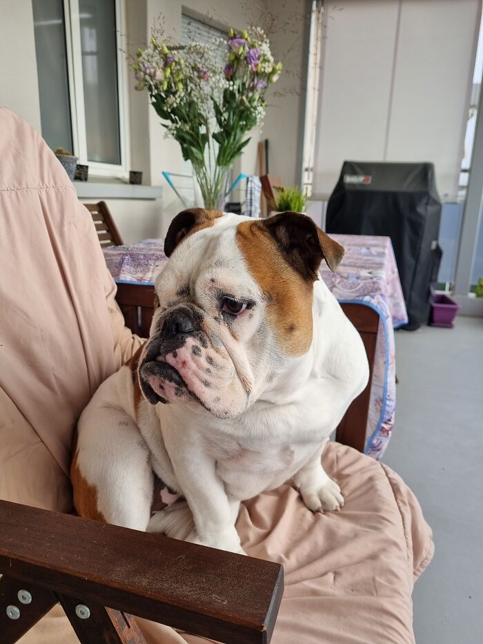 Sushi - Our English Bulldog Girl - Sitting On Her Throne