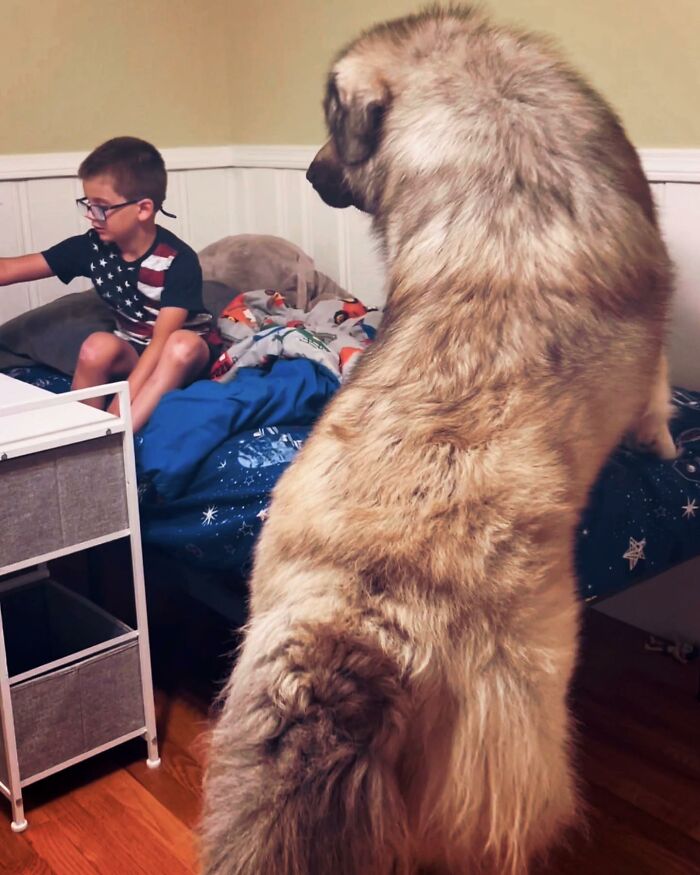 This Family From Boston Shares What It’s Like To Live With A Rare Bear-Like Guardian Dog