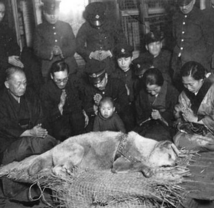 The Final Photograph Of Hachikō Captures The Poignant Story Of A Japanese Akita Dog Celebrated For His Extraordinary Devotion To His Owner, Hidesaburō Ueno