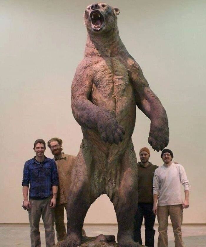 Una réplica de la escultura del oso gigante de cara corta, que habitó una parte importante de América del Norte hasta hace aproximadamente 11.000 años.