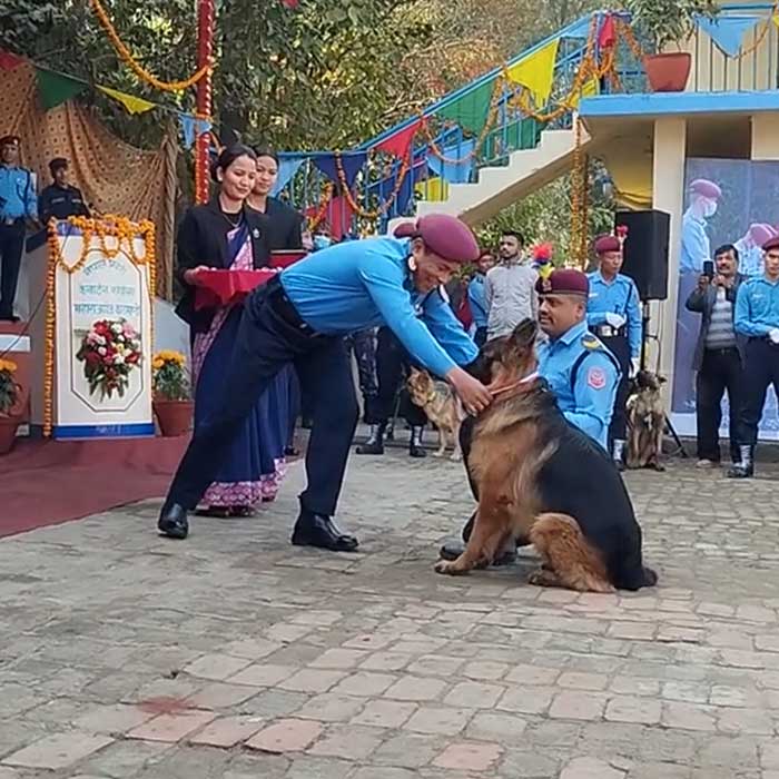 In This Annual Nepalese Festival, Dogs Get Pampered For Being God’s Messengers In This Annual Nepalese Festival, Dogs Get Pampered For Being God’s Messengers