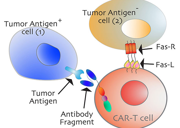 “Science Wins Again”: Scientists Find Groundbreaking “Switch” That Can Kill Off Cancer Cells “Science Wins Again”: Scientists Find Groundbreaking “Switch” That Can Kill Off Cancer Cells