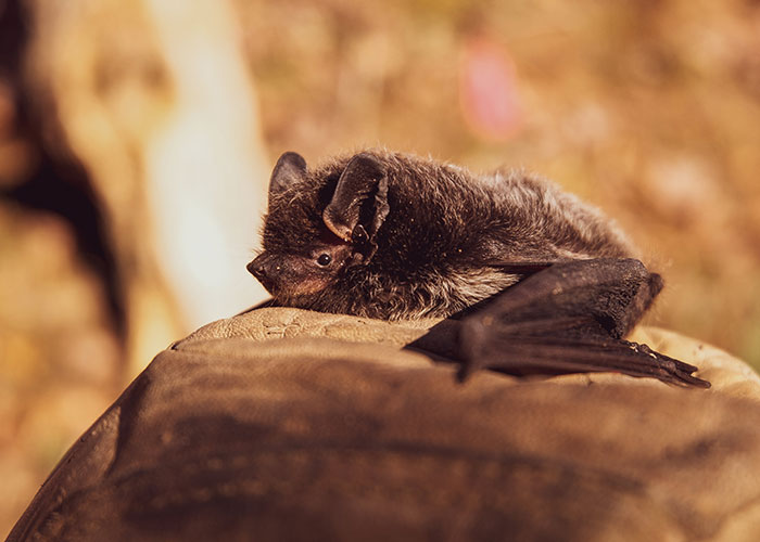 These Bats’ Tools Are Too Big To Reproduce Like Other Mammals, Scientists Find Out How They Do It