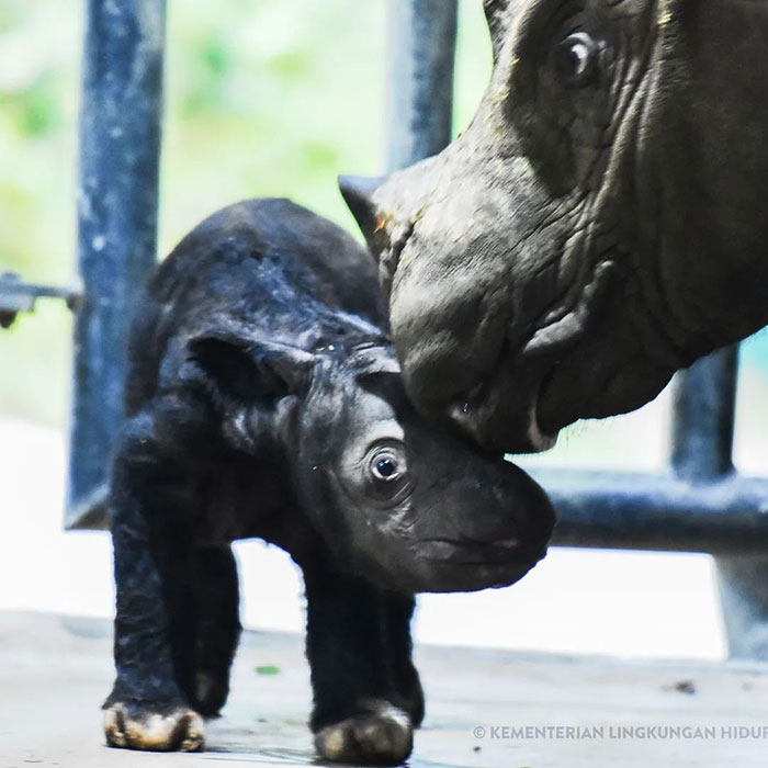 “It’s An Incredible Event”: Critically Endangered Sumatran Rhino Welcomes Her First Baby Calf “It’s An Incredible Event”: Critically Endangered Sumatran Rhino Welcomes Her First Baby Calf