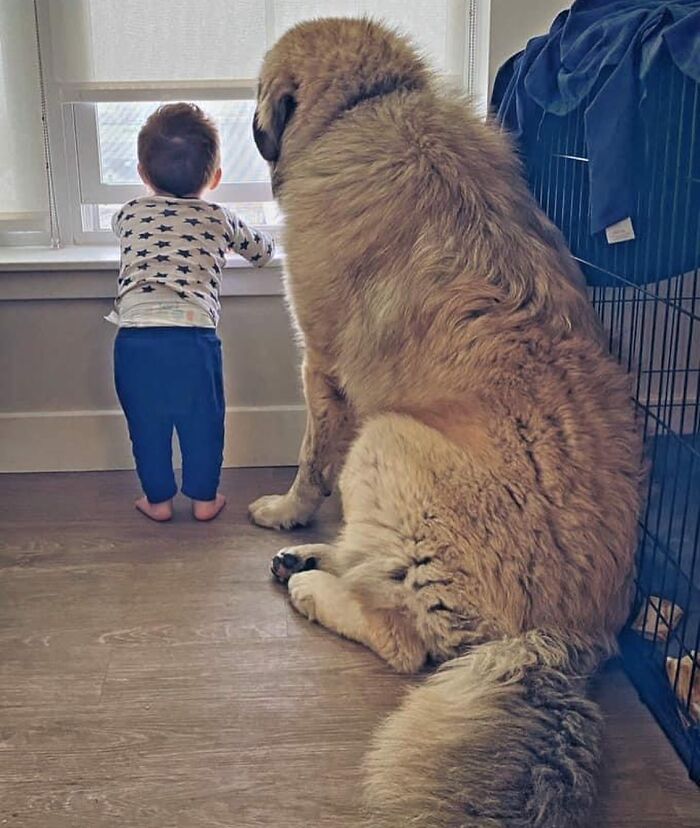 This Family From Boston Shares What It’s Like To Live With A Rare Bear-Like Guardian Dog