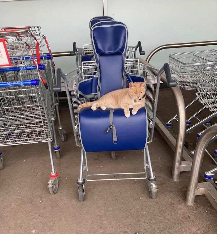 Yorkshire Tesco Cat Ban Backfires As People Threaten To Stop Shopping There If Cat Is Not Reinstated