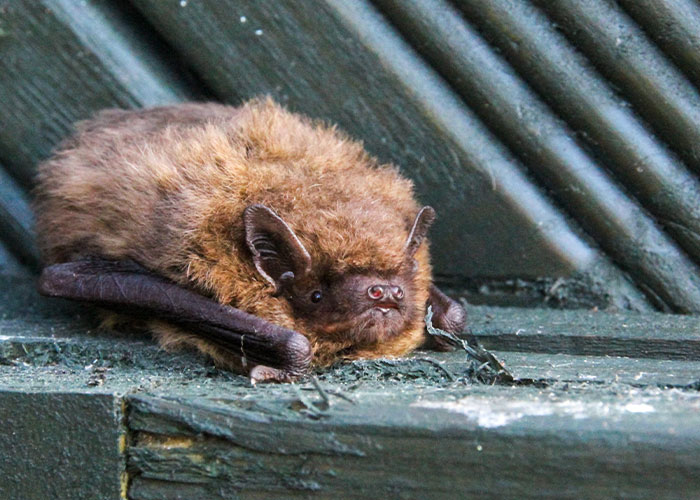 These Bats’ Tools Are Too Big To Reproduce Like Other Mammals, Scientists Find Out How They Do It