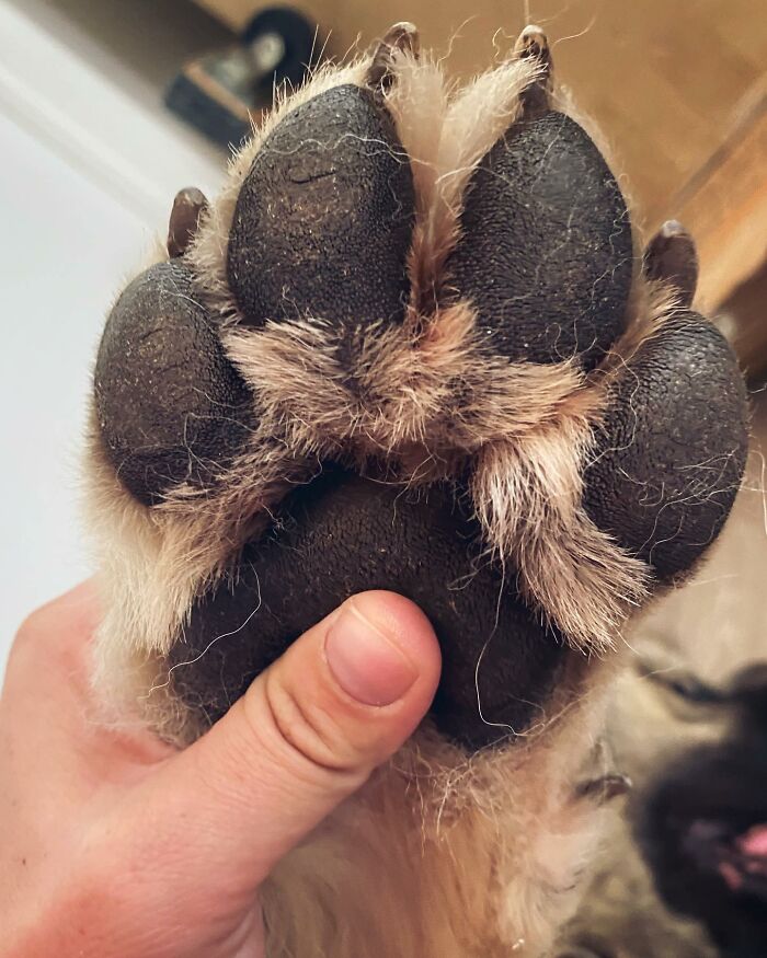 This Family From Boston Shares What It’s Like To Live With A Rare Bear-Like Guardian Dog This Family From Boston Shares What It’s Like To Live With A Rare Bear-Like Guardian Dog