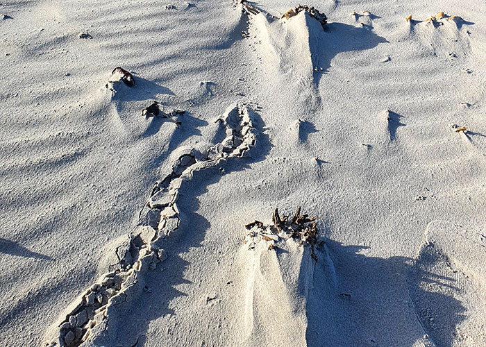 “Brilliant Work”: Shimmering Mole Rediscovered Nearly 100 Years After It Was Presumed Extinct “Brilliant Work”: Shimmering Mole Rediscovered Nearly 100 Years After It Was Presumed Extinct