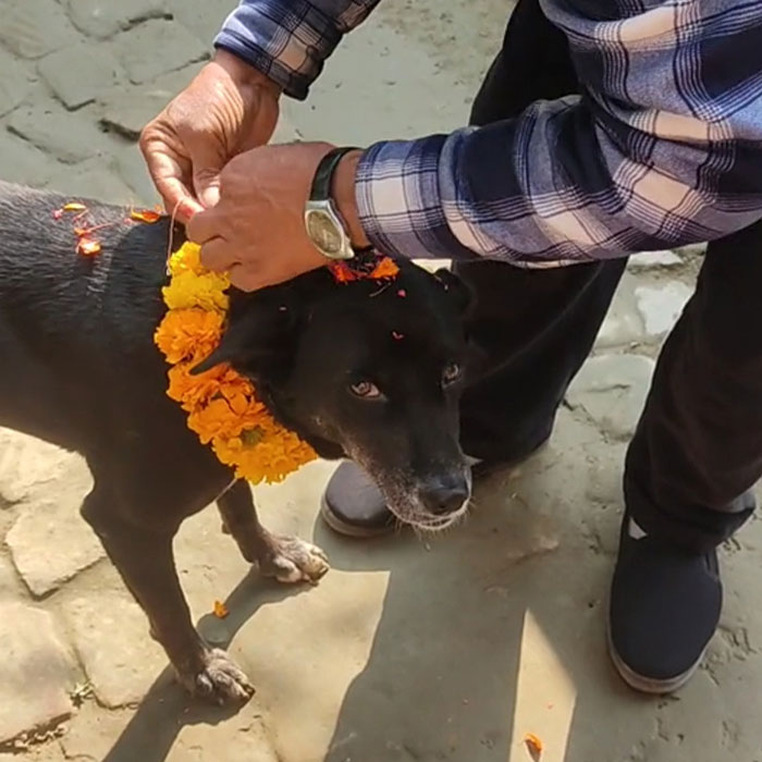In This Annual Nepalese Festival, Dogs Get Pampered For Being God’s Messengers In This Annual Nepalese Festival, Dogs Get Pampered For Being God’s Messengers