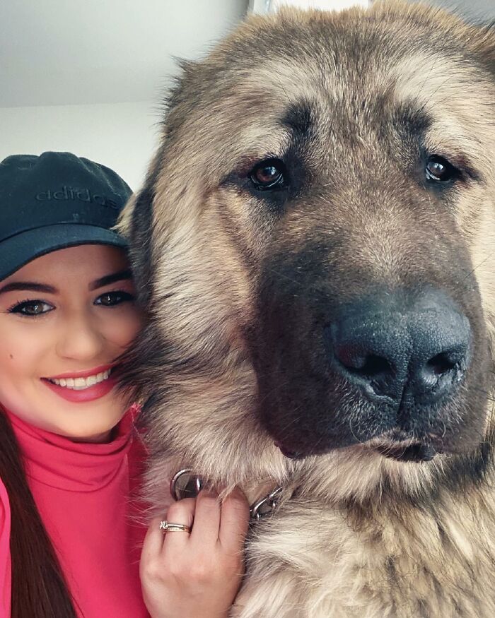 This Family From Boston Shares What It’s Like To Live With A Rare Bear-Like Guardian Dog