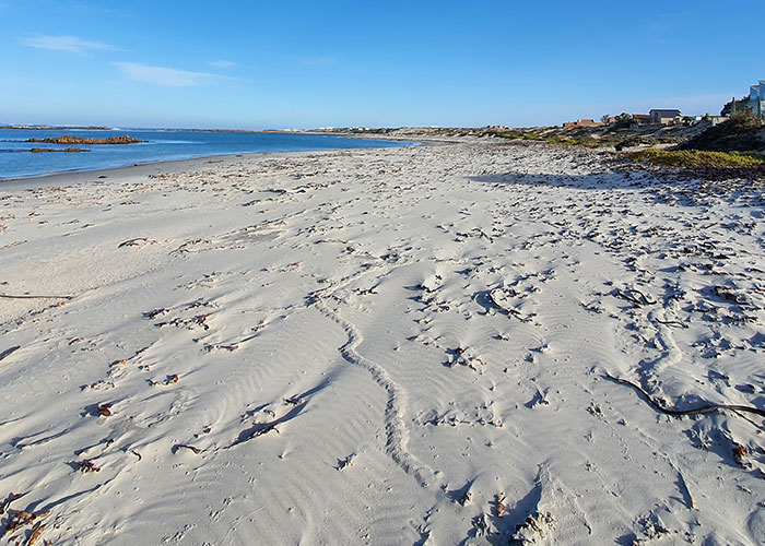 “Brilliant Work”: Shimmering Mole Rediscovered Nearly 100 Years After It Was Presumed Extinct “Brilliant Work”: Shimmering Mole Rediscovered Nearly 100 Years After It Was Presumed Extinct