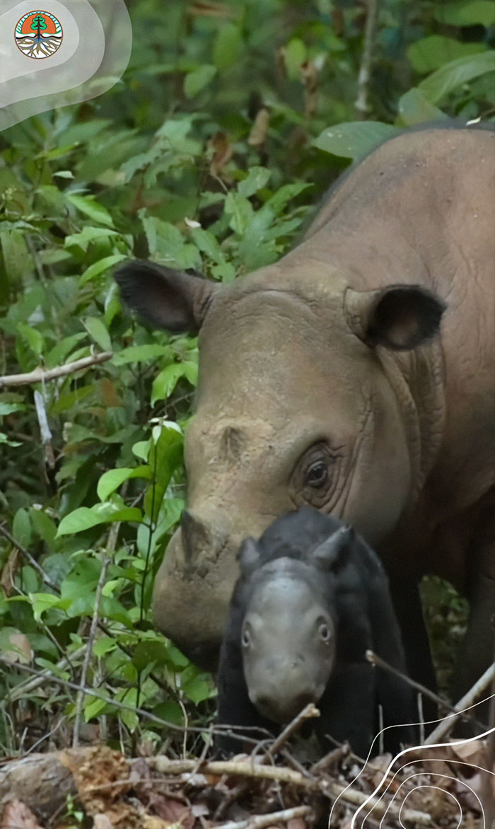 “It’s An Incredible Event”: Critically Endangered Sumatran Rhino Welcomes Her First Baby Calf “It’s An Incredible Event”: Critically Endangered Sumatran Rhino Welcomes Her First Baby Calf