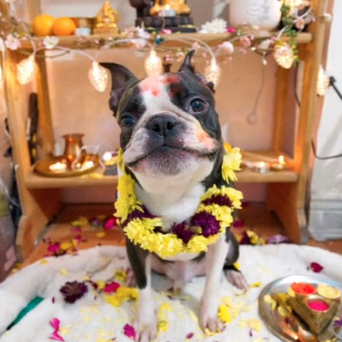 In This Annual Nepalese Festival, Dogs Get Pampered For Being God’s Messengers In This Annual Nepalese Festival, Dogs Get Pampered For Being God’s Messengers