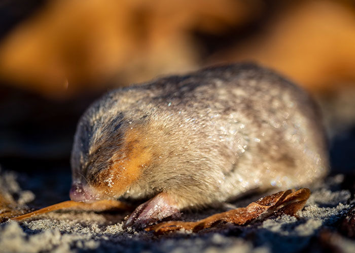 “Brilliant Work”: Shimmering Mole Rediscovered Nearly 100 Years After It Was Presumed Extinct