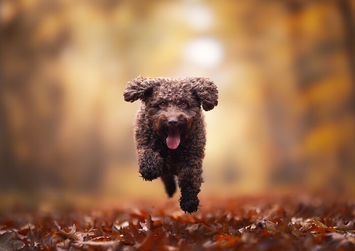 I Love Making Photo's Of Dogs During Autumn