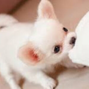 kiarahalvorson avatar