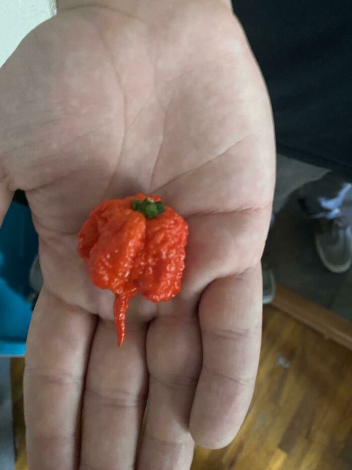Somebody Left This Carolina Reaper In A Walmart Bag On Our Porch. Is This A Threat?