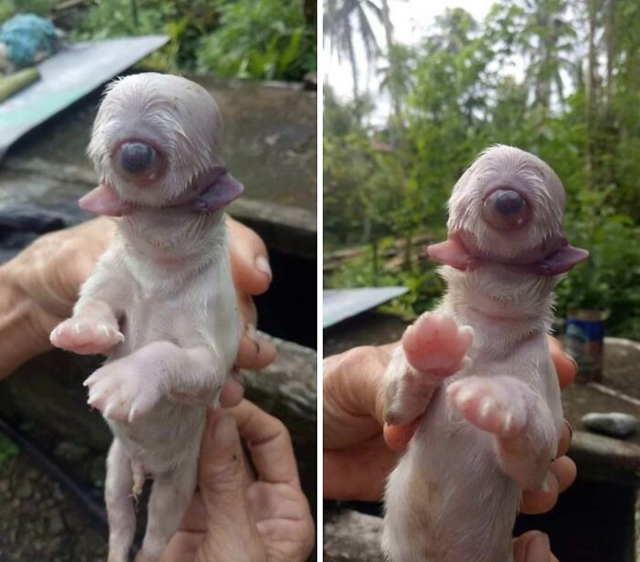 A Puppy Born With One Eye, 2 Tongues And No Nose
