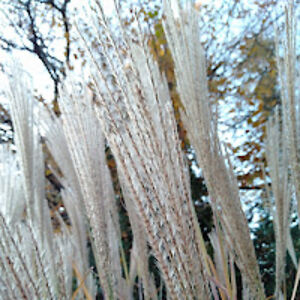 anetasikorska avatar