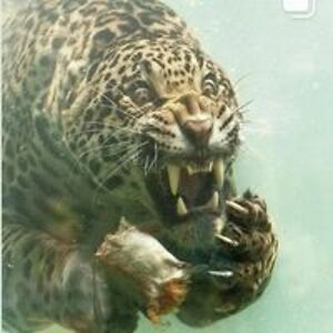 amk60jrd78429raven avatar