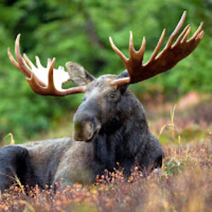 moose avatar