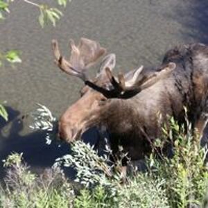 densignphotography avatar