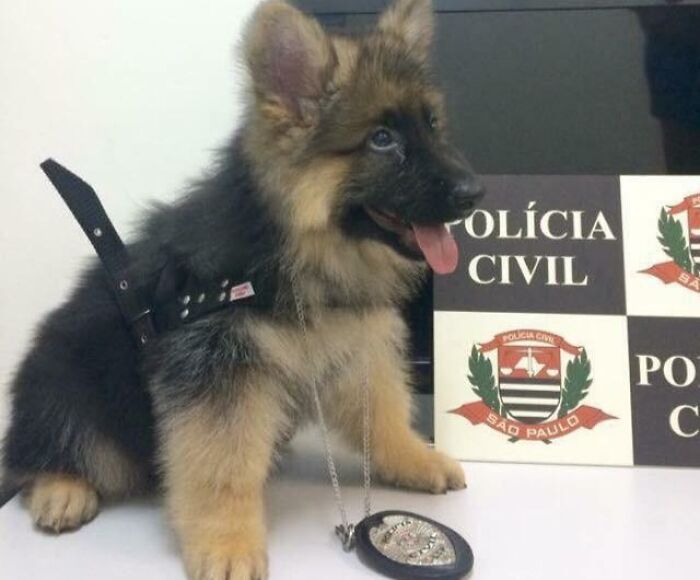 First Day Of Work At The Brazilian Police