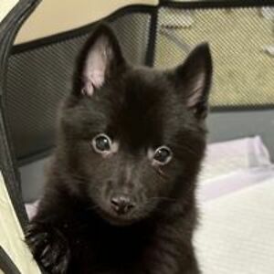 williamschipperke avatar