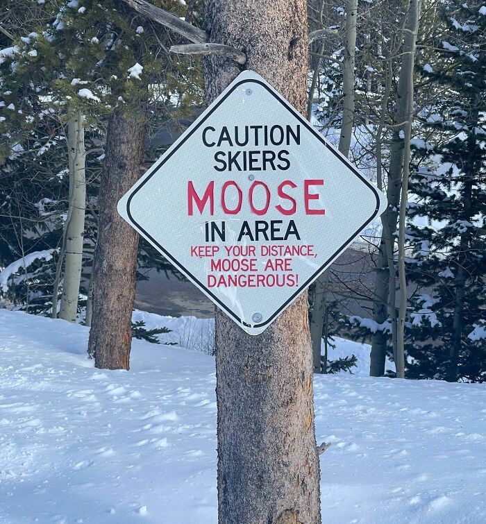 Never Considered The Danger Of Moose While Skiing
