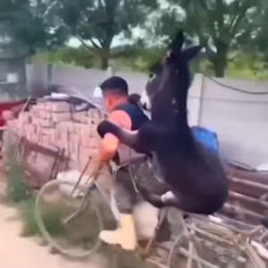 tzardestroyer avatar