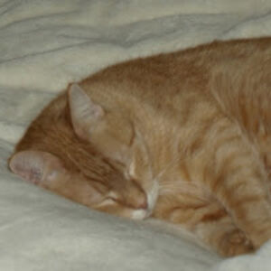 robertstevens avatar