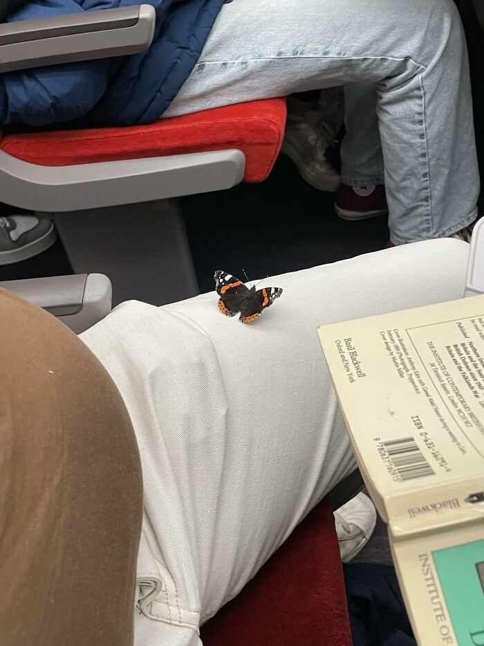 A Butterfly Has Rested On My Friends Knee For 20 Minutes Now