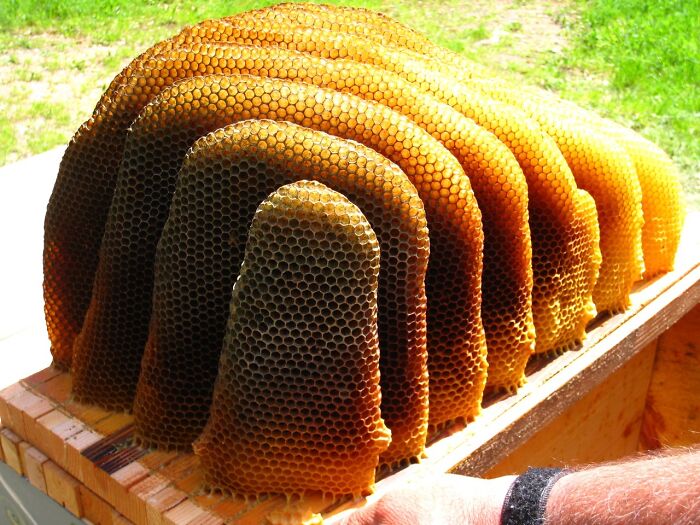 Natural Honeycomb